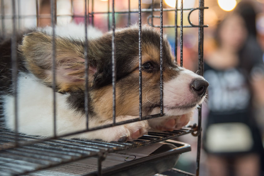 Read The Truth About Puppy Mills